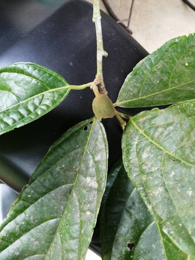 Quararibea funebris 14