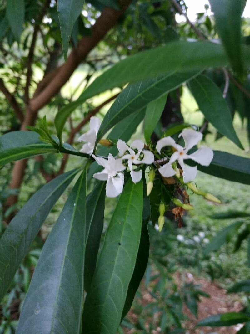 Tabernaemontana catharinensis 9