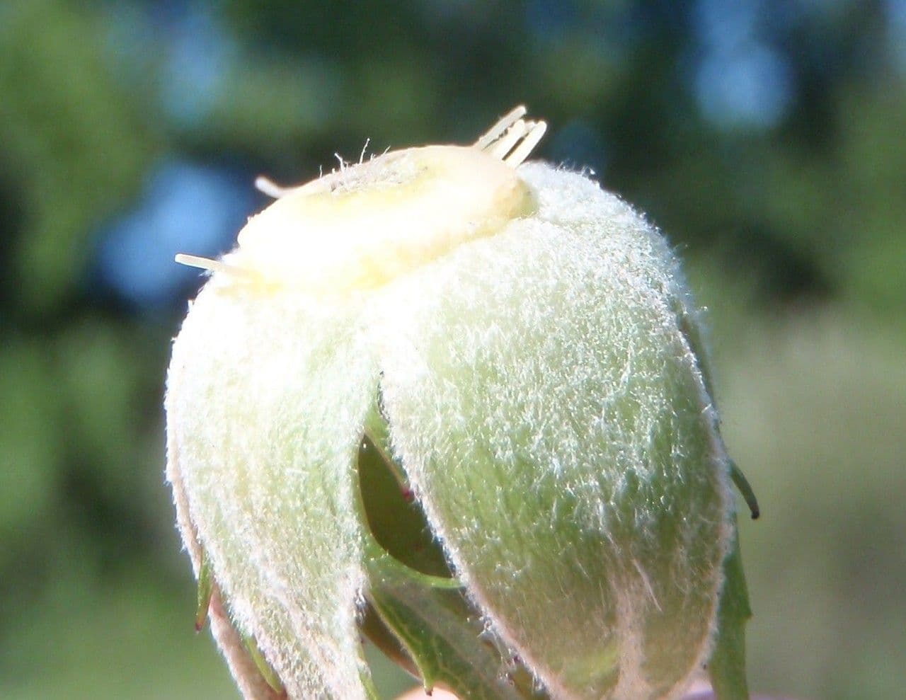 Rosa grigia 2