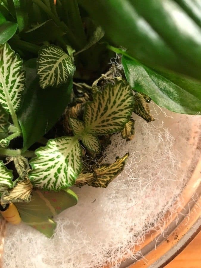 Fittonia 20