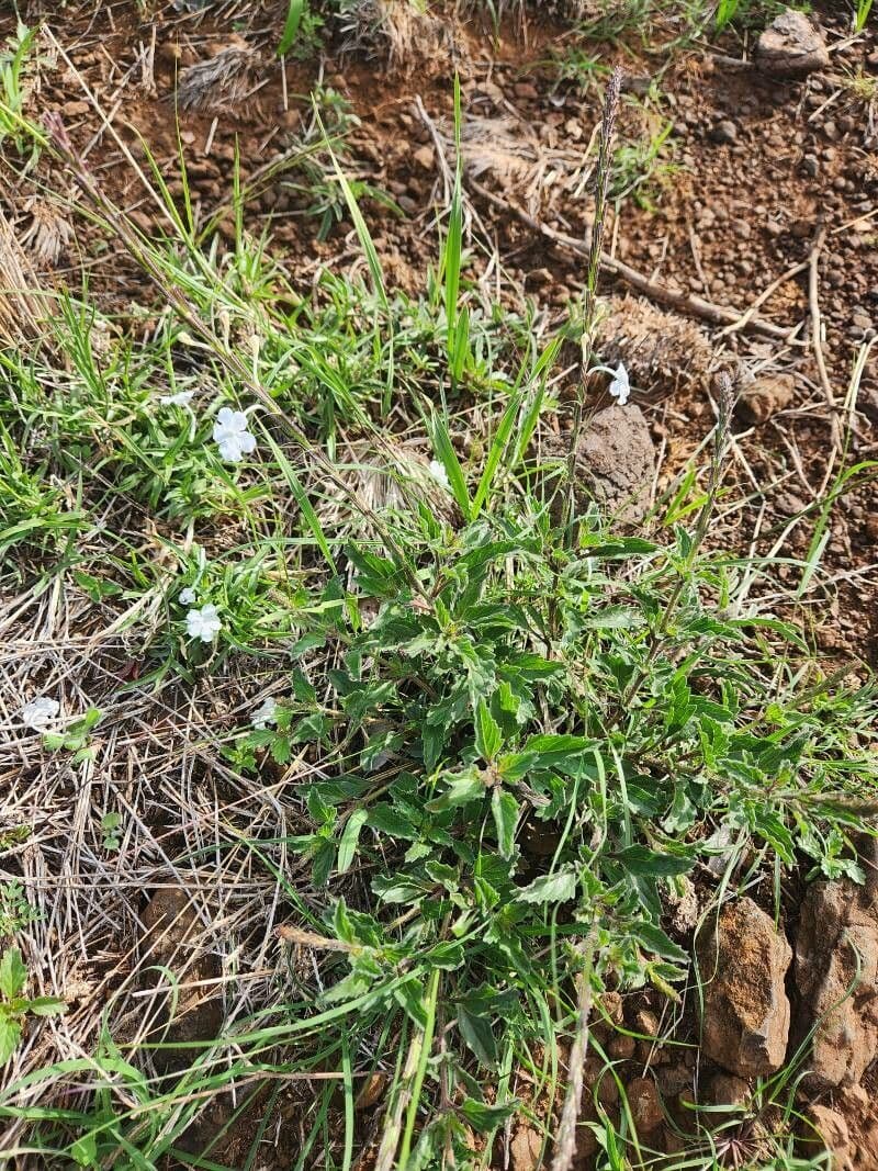 Chasmanthium 6