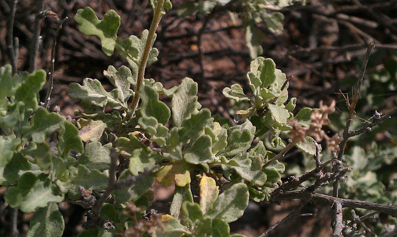 Parthenium incanum 7