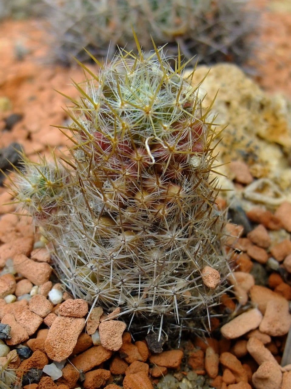 Mammillaria 12