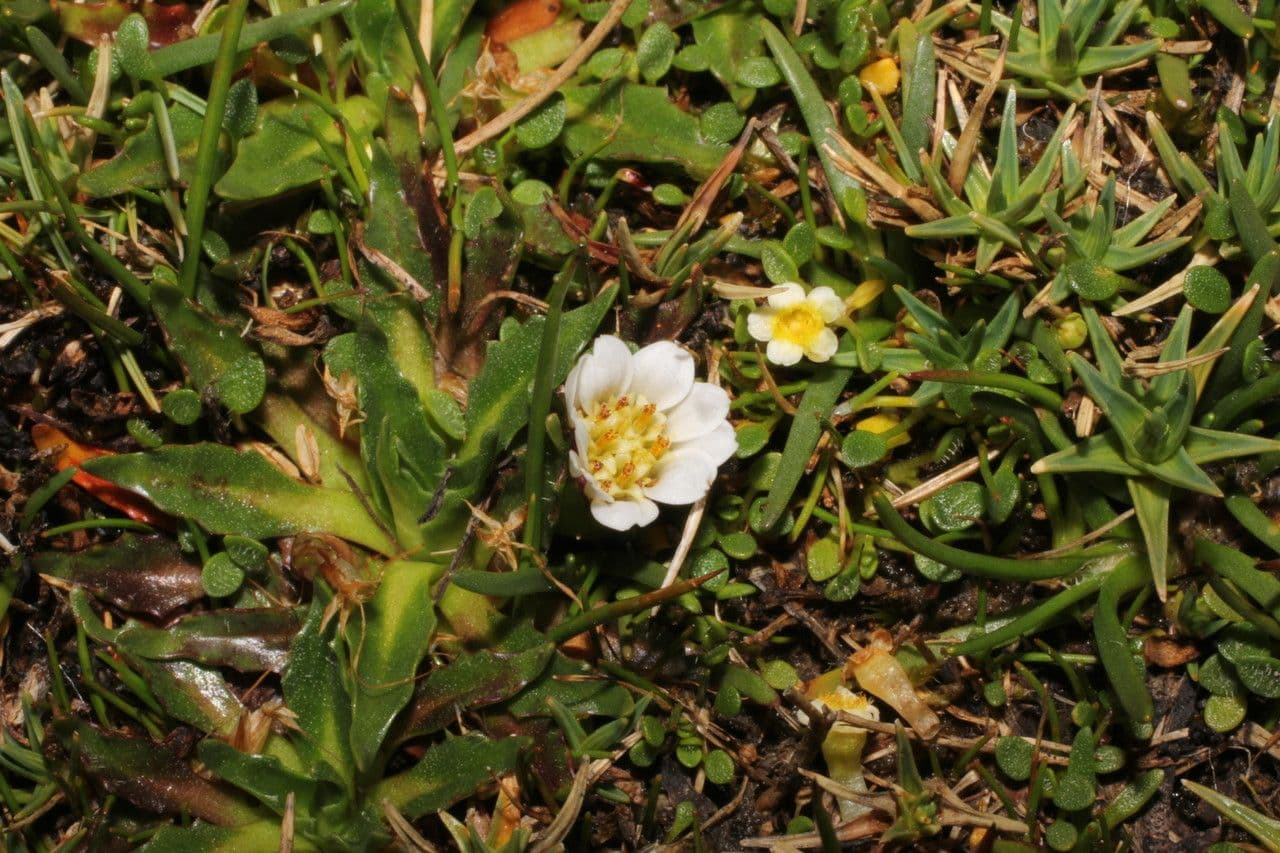 Werneria 4