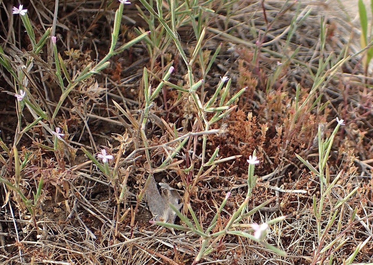 Velezia rigida 7