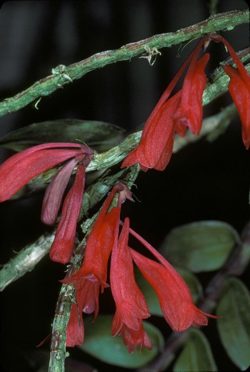 Dendrobium