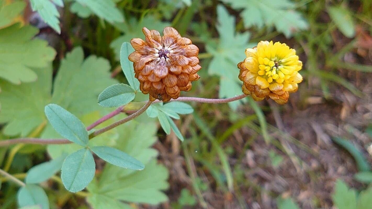 Trèfle bai 7