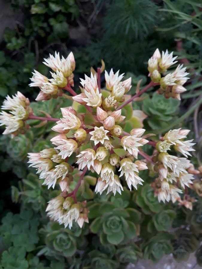 Aeonium di Haworth 4