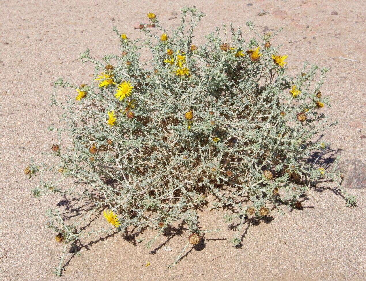Anvillea 10