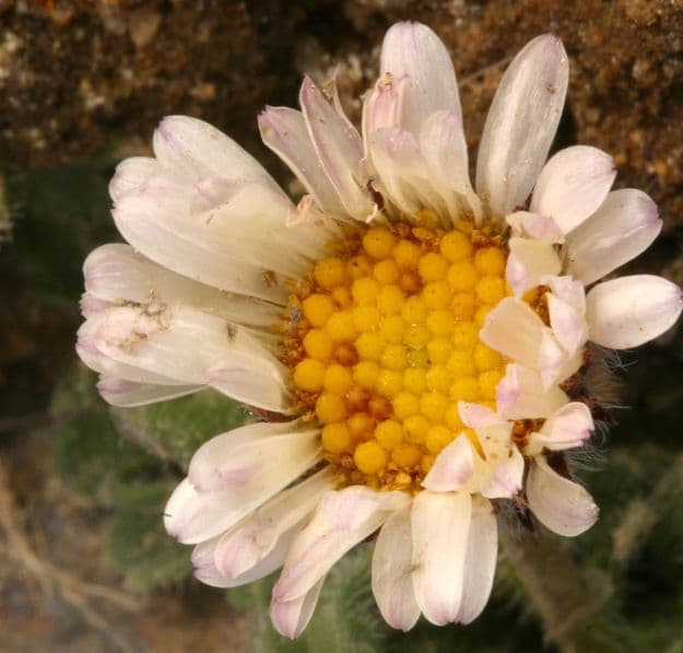 Erigeron errante 5