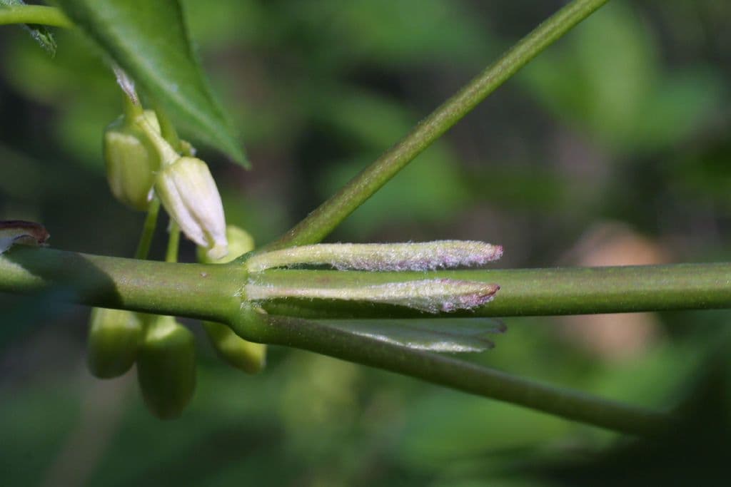 Staphylea trifolia 23