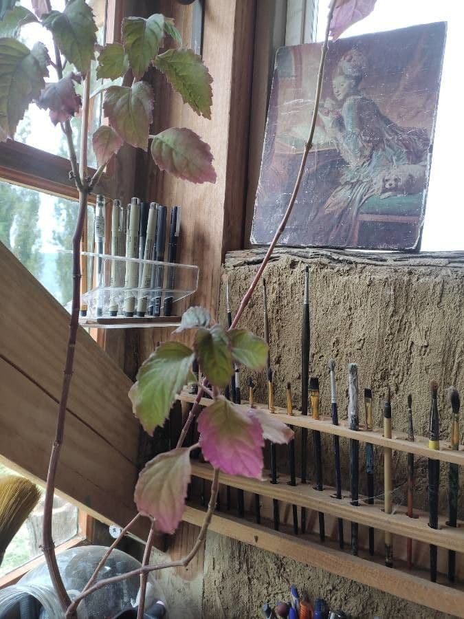 Patchouli 8