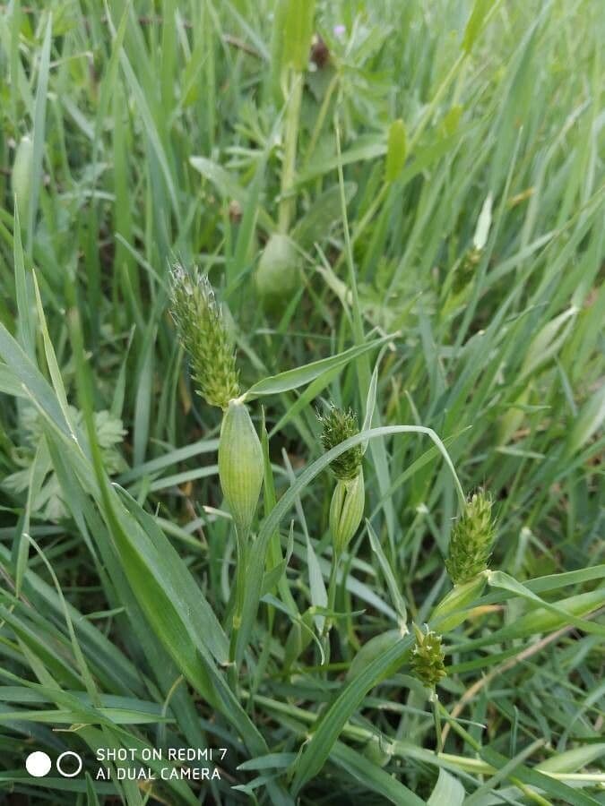 Rendle's meadow foxtail 5
