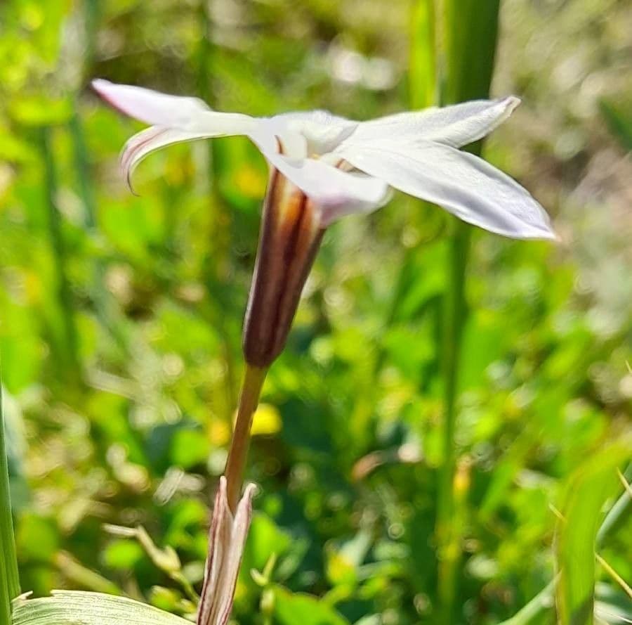 Frühlingsstern 3