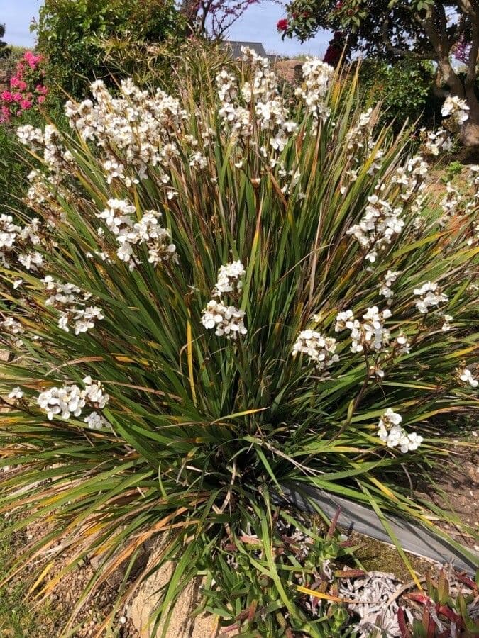 Fiore di raso del Cile 8