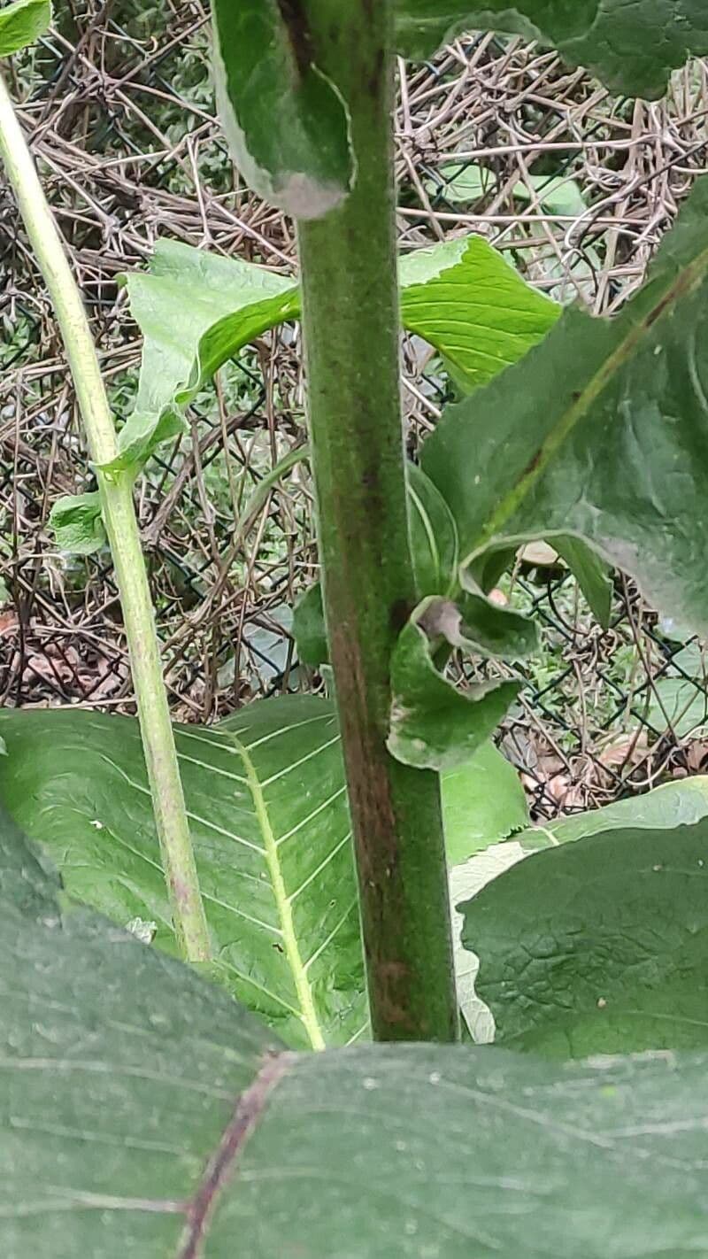 Inula 4