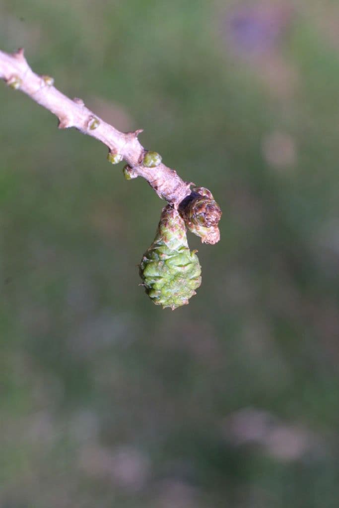Cipresso calvo 8