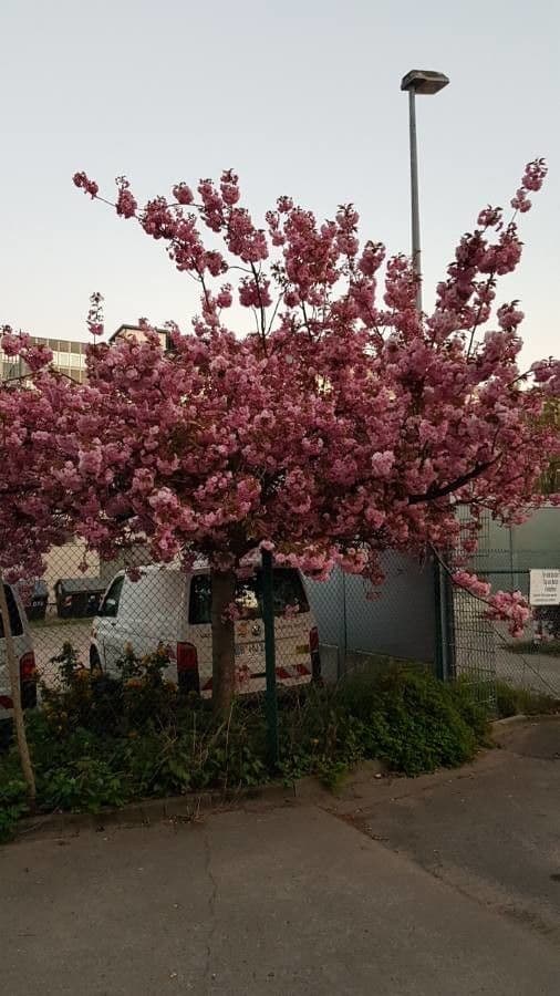Ciliegio giapponese 14