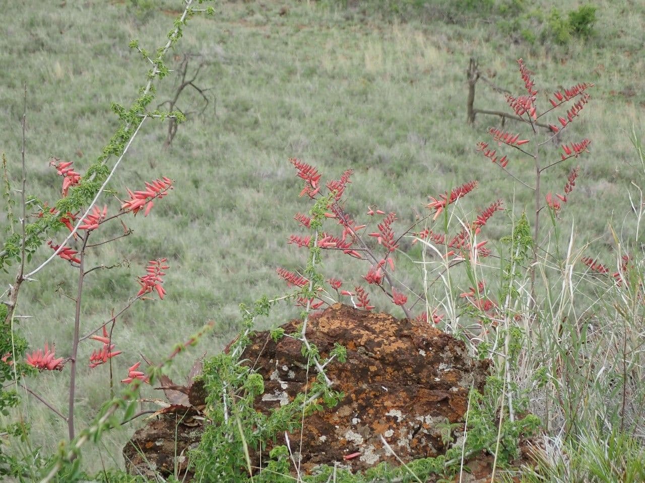 Aloe 9