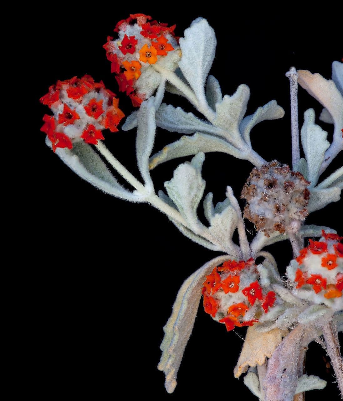 Buddleja marrubiifolia