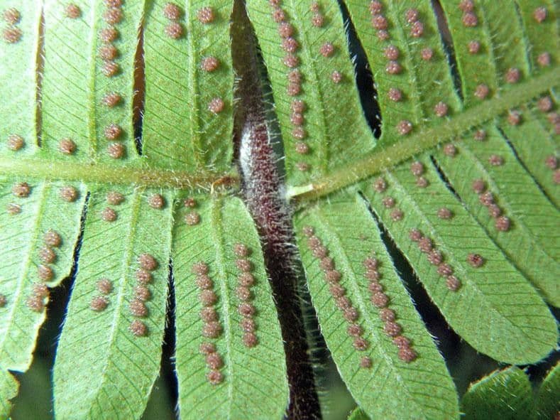 Thelypteris decussata 5