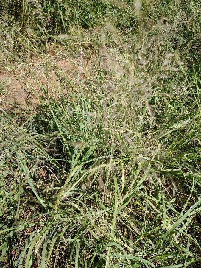 Eragrostis válcovitokvětá 6