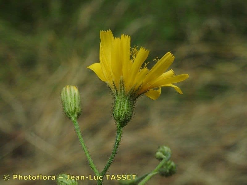 Hieracium