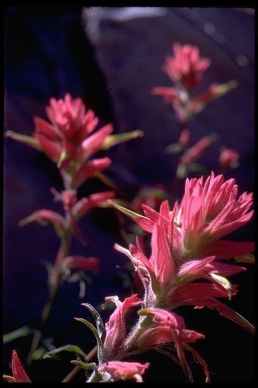 Penstemon-Penstemon 2