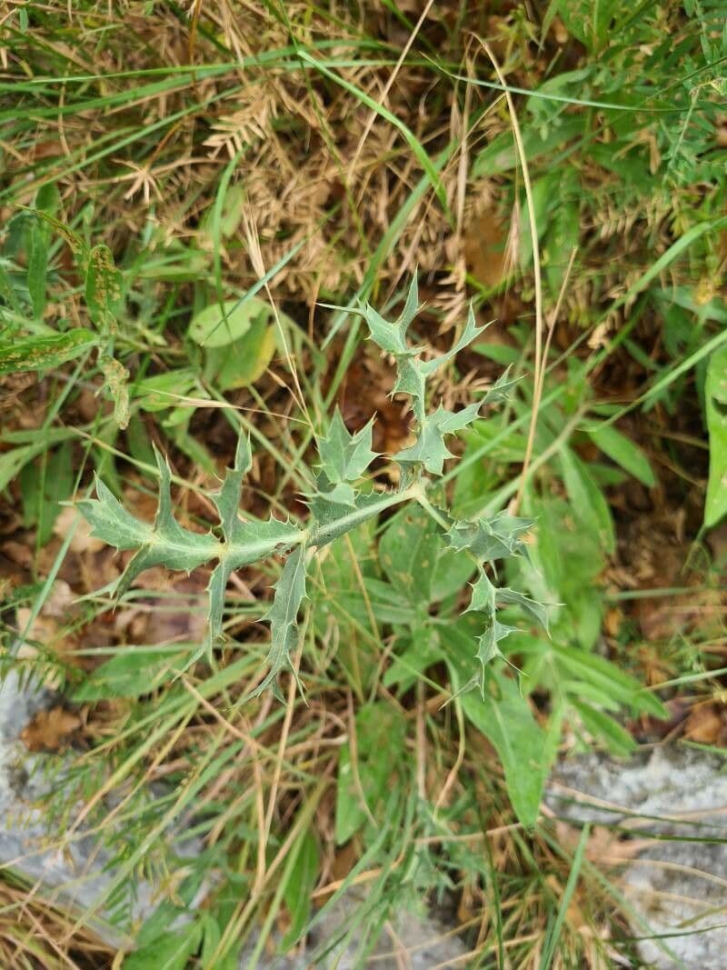 Slačka 15