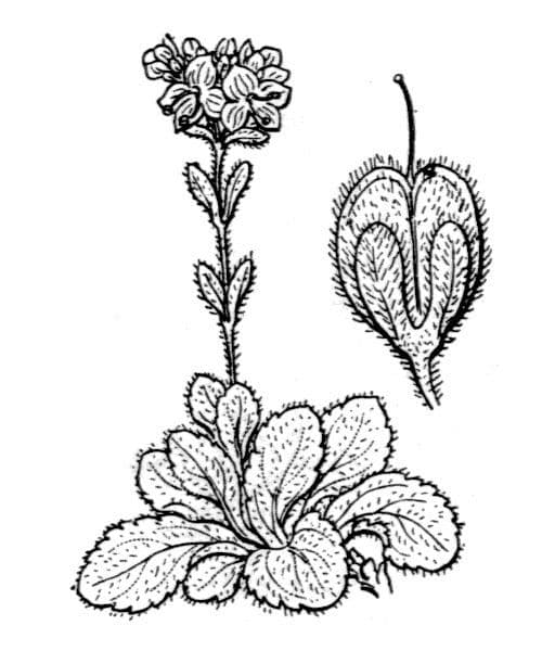 Veronica bellidioides 24