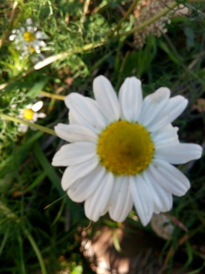 Camomilla fetida 4