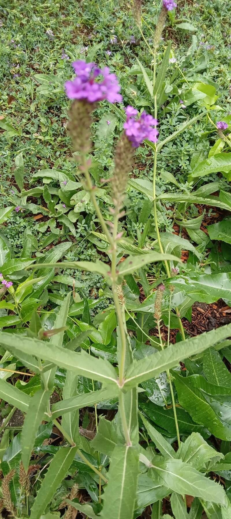 Verbena rigida 12
