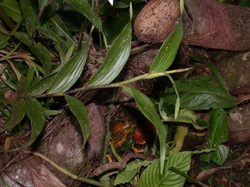 Sobralia 7