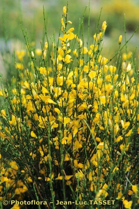 Ginestra cenerina 26