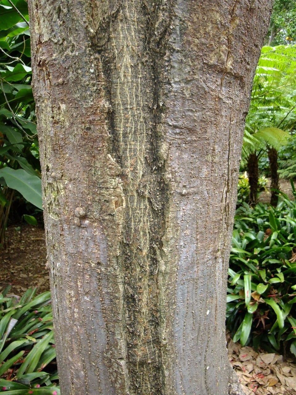 Rotnervige Korallenbaum 7