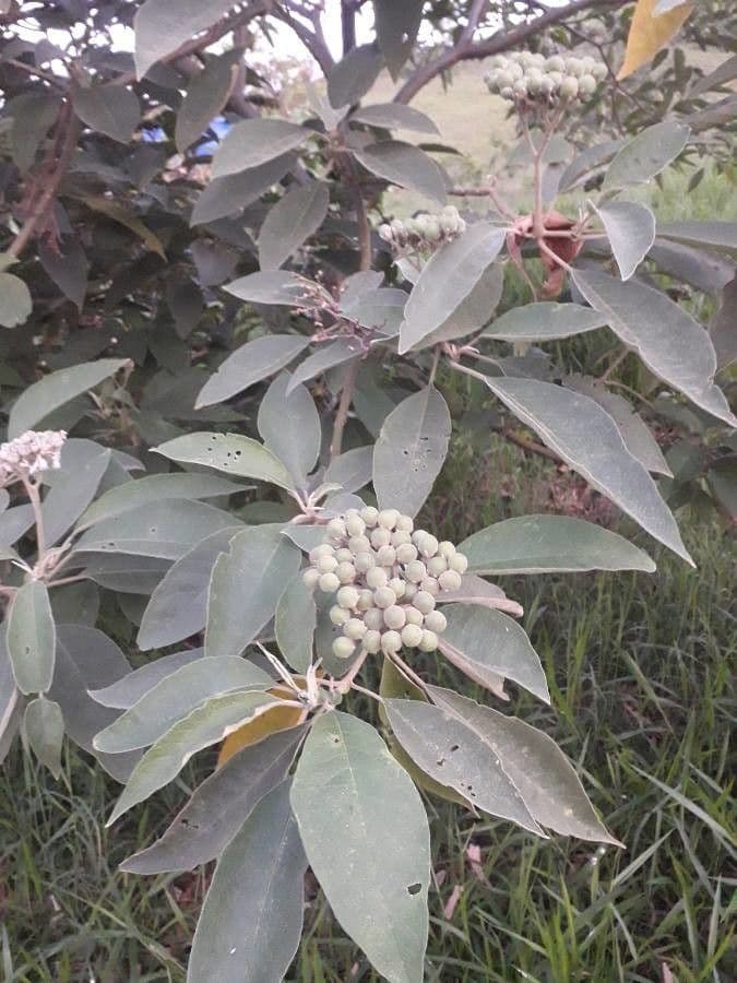 Tabaquillo 2