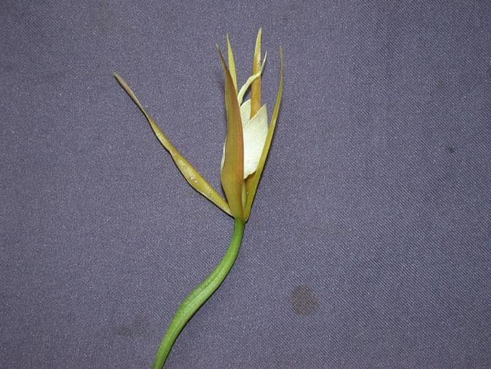 Orchidée nocturne 23
