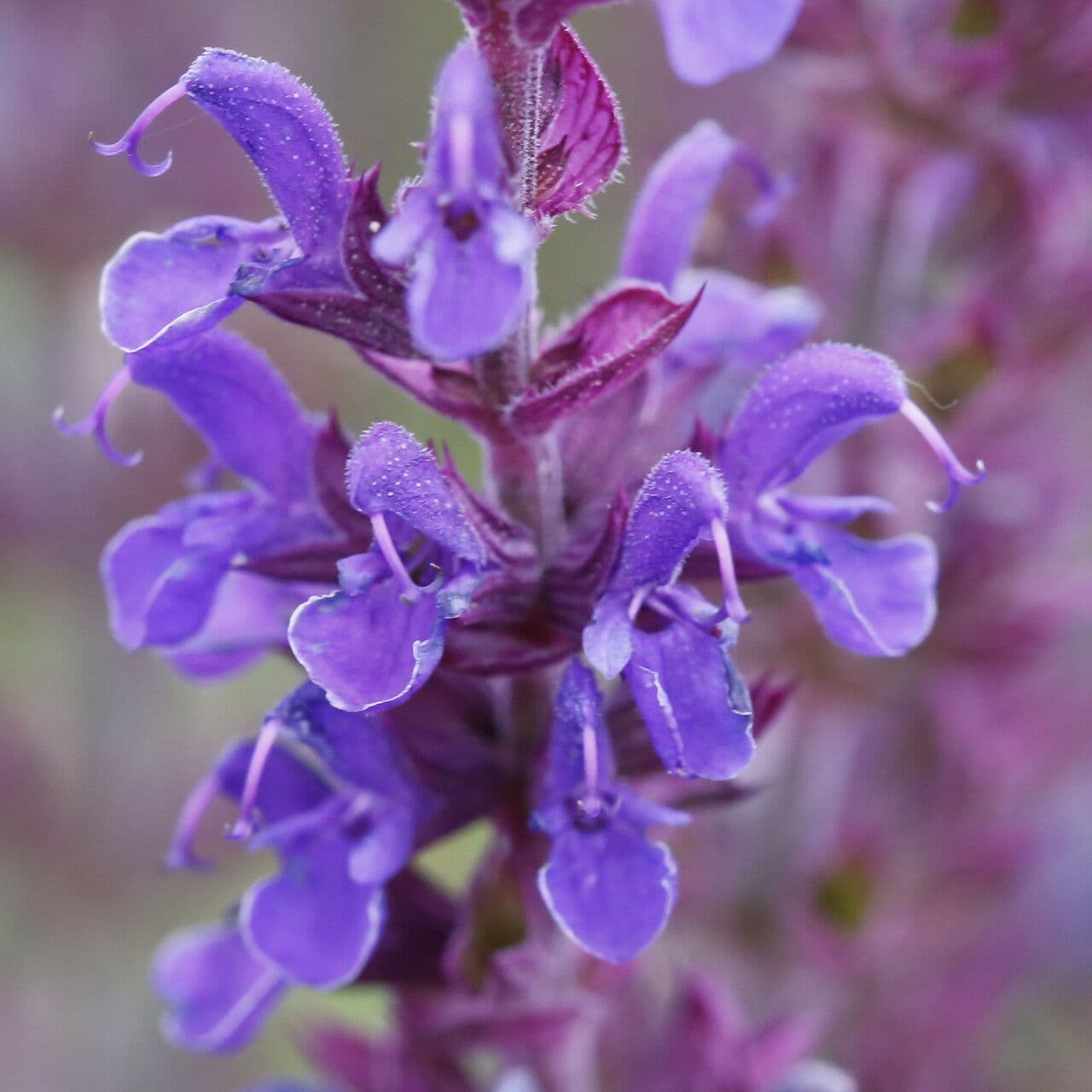 Salvia 2