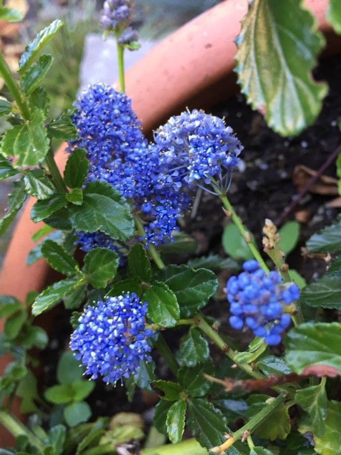 Ceanothus plstnatý 4