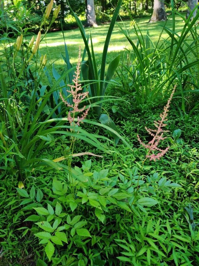 Astilbe rossa 3