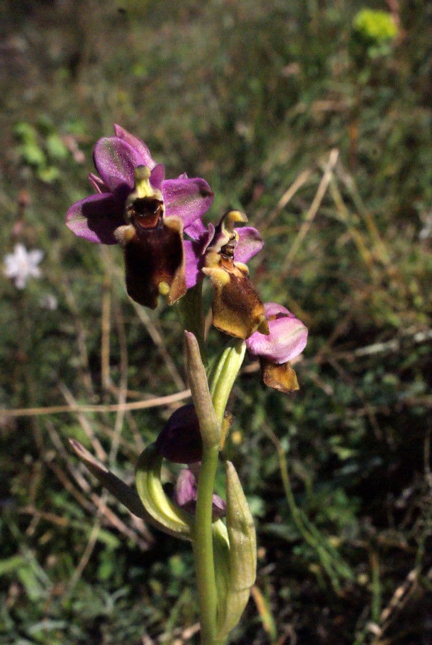 Ophrys tenthredinifera 25