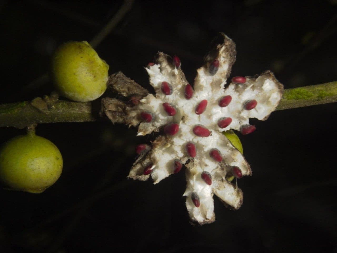 Siparuna pauciflora 5