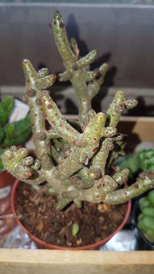 Cotyledon 5