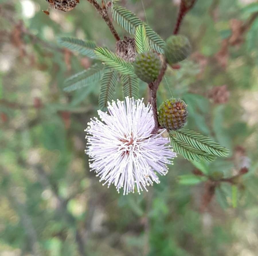 Mimoza 7