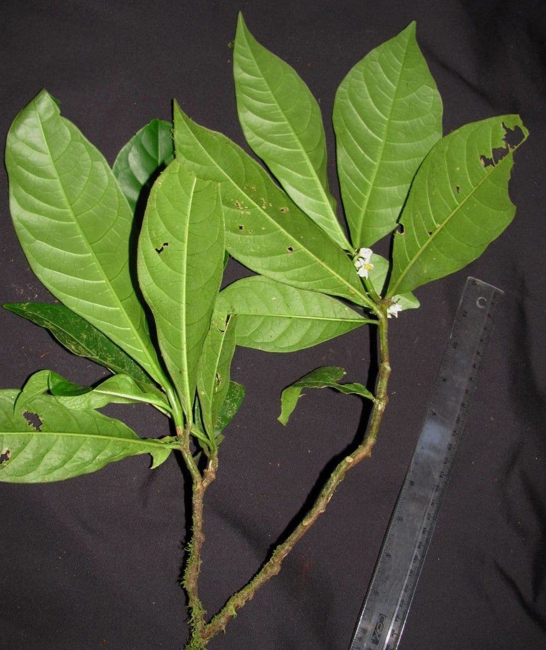 Solanum 14