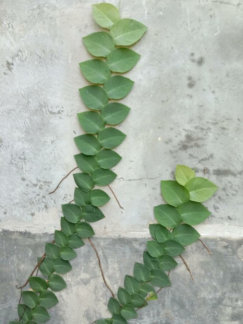 Rhaphidophora 3
