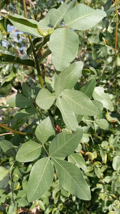 Pistacia 2
