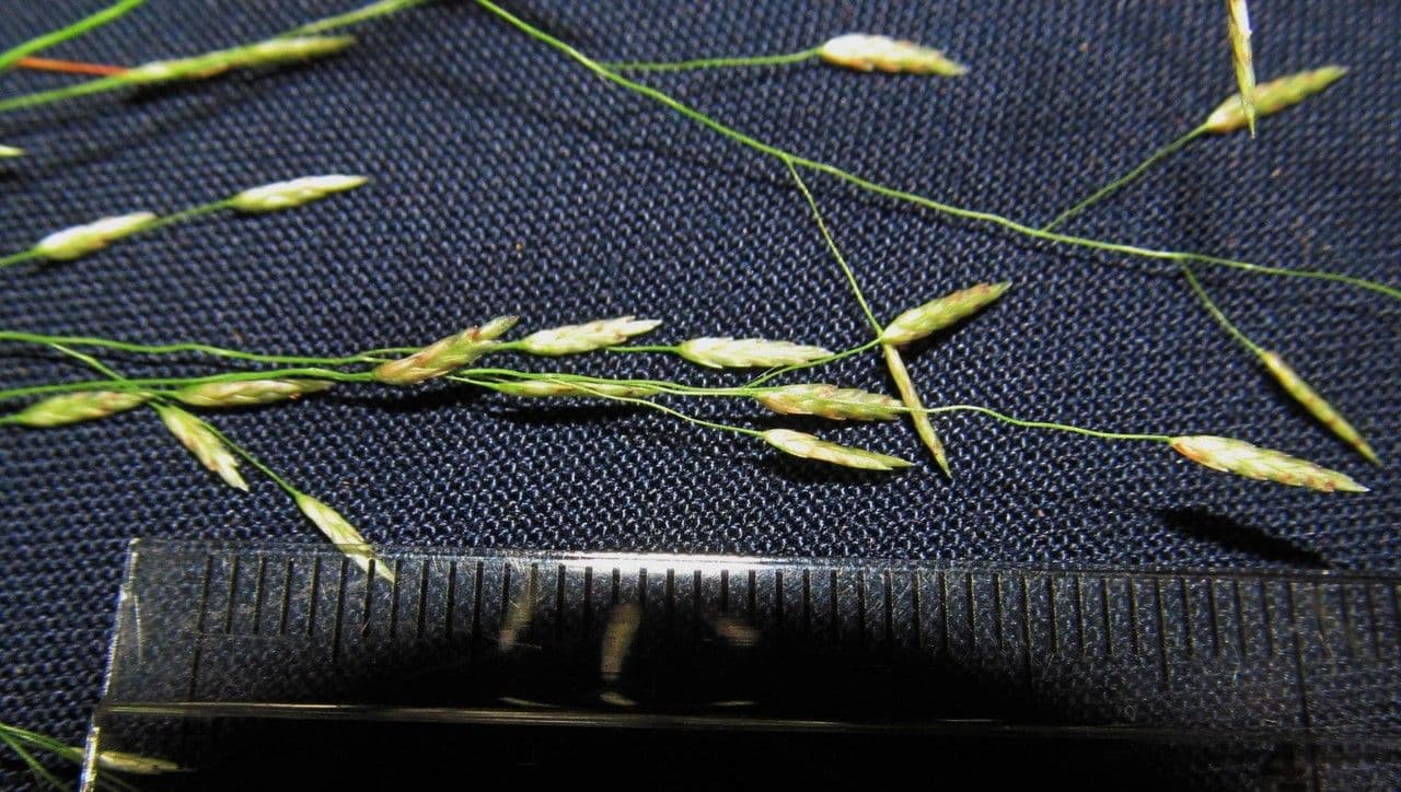 Eragrostis mexická 19