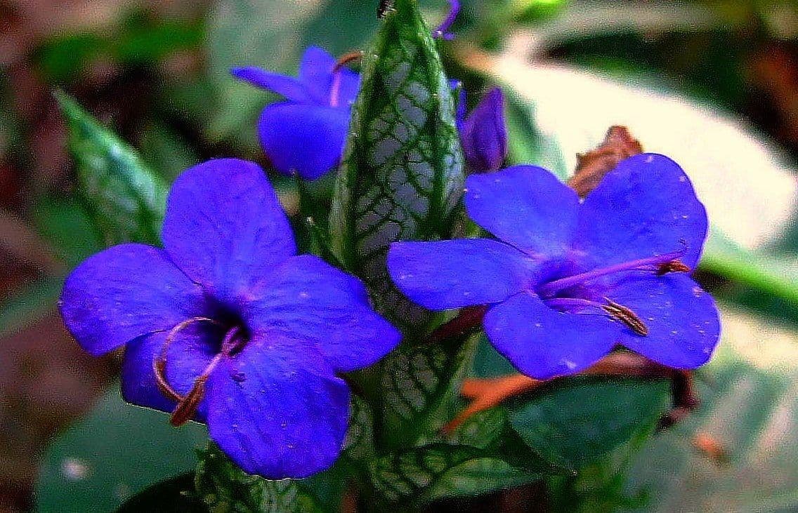 Eranthemum 4