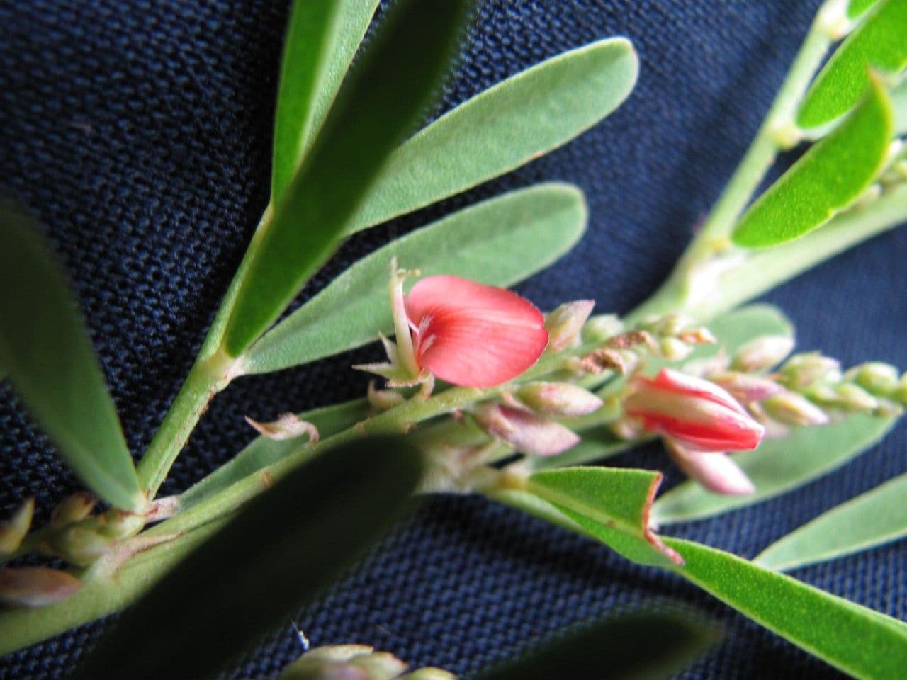 Indigofera 10